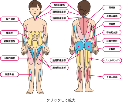 全身の筋肉の名称を表している図。クリックすると拡大。