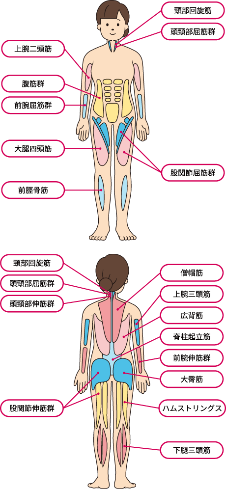 筋肉の名前