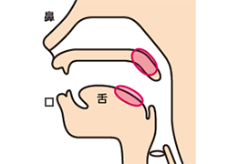 口の天井の奥の部分と舌を使って「か」の音を発声する様子の説明補足画像。
